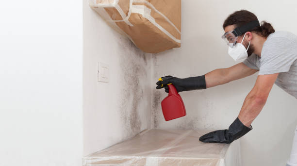 Professional Attic Mold Removal technician working in Burke, VA