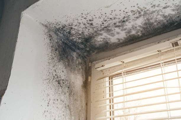 Trusted Bathroom Mold Removal service in Burke, VA - Cheap Mold Removal